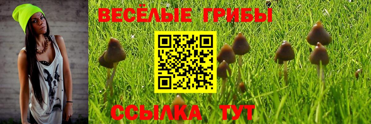 дарнет шоп  Галлюциногенные грибы мухоморы  Вход с VPN  Кызыл  Галлюциногенные грибы Psilocybe 